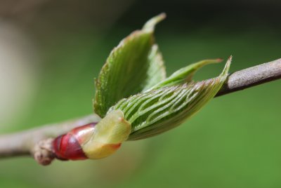 Davidia involucrata - davídie listenová - jarní pučení (2)